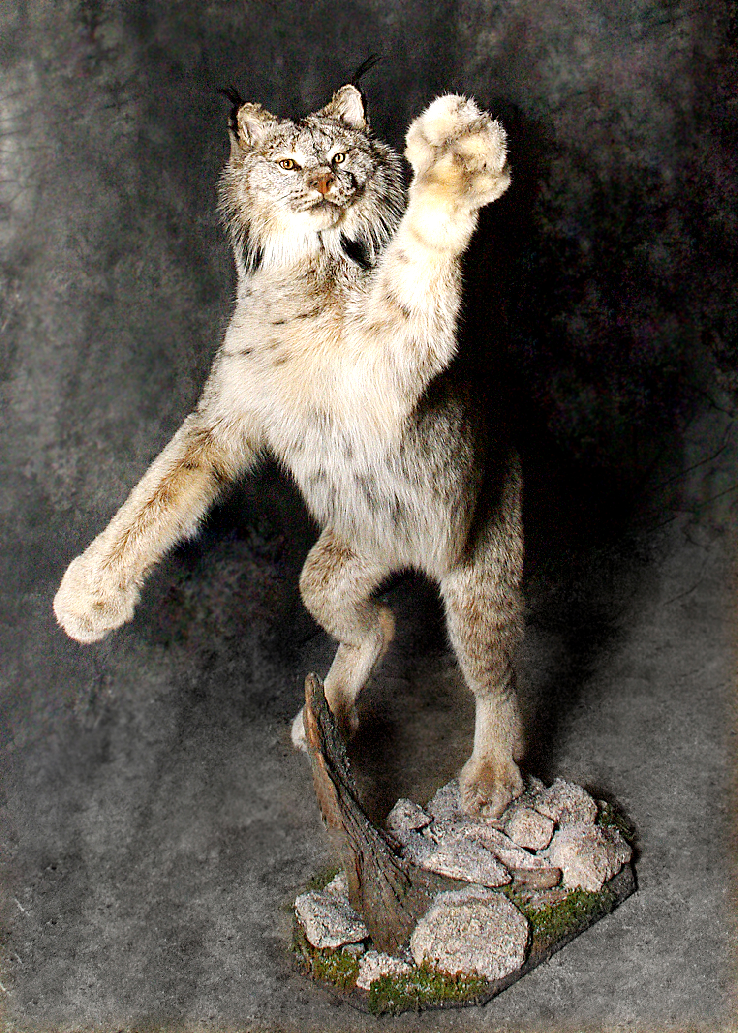 Lynx