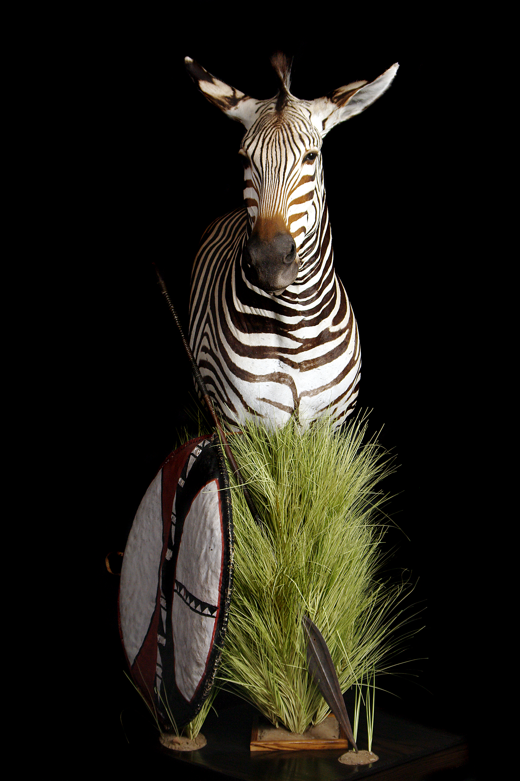 Zebra