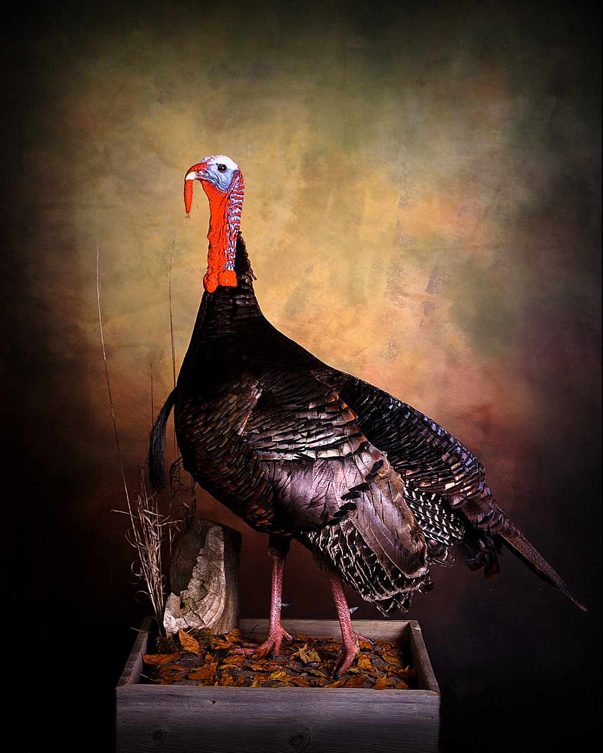 Wild Turkey