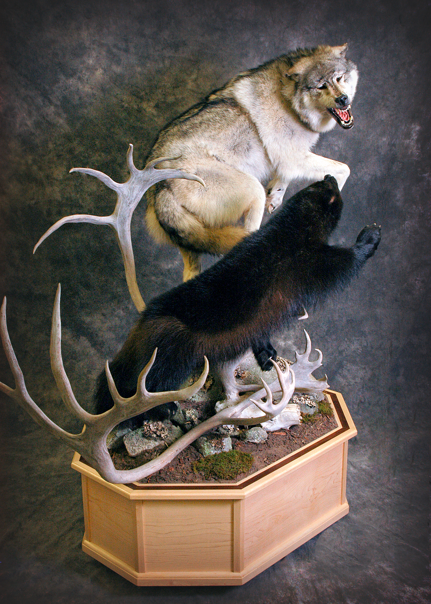 Wolf | Wolverine