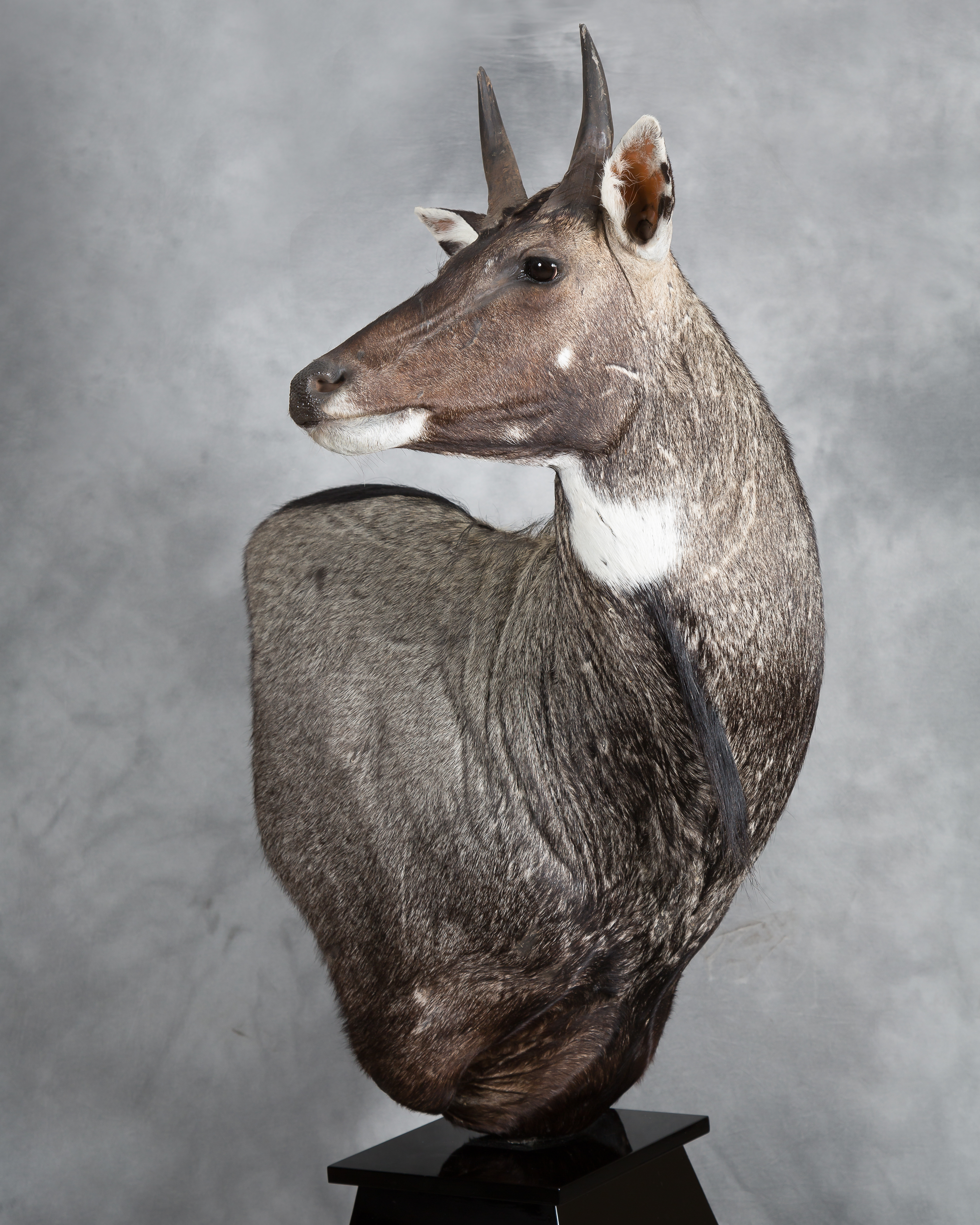 Nilgai