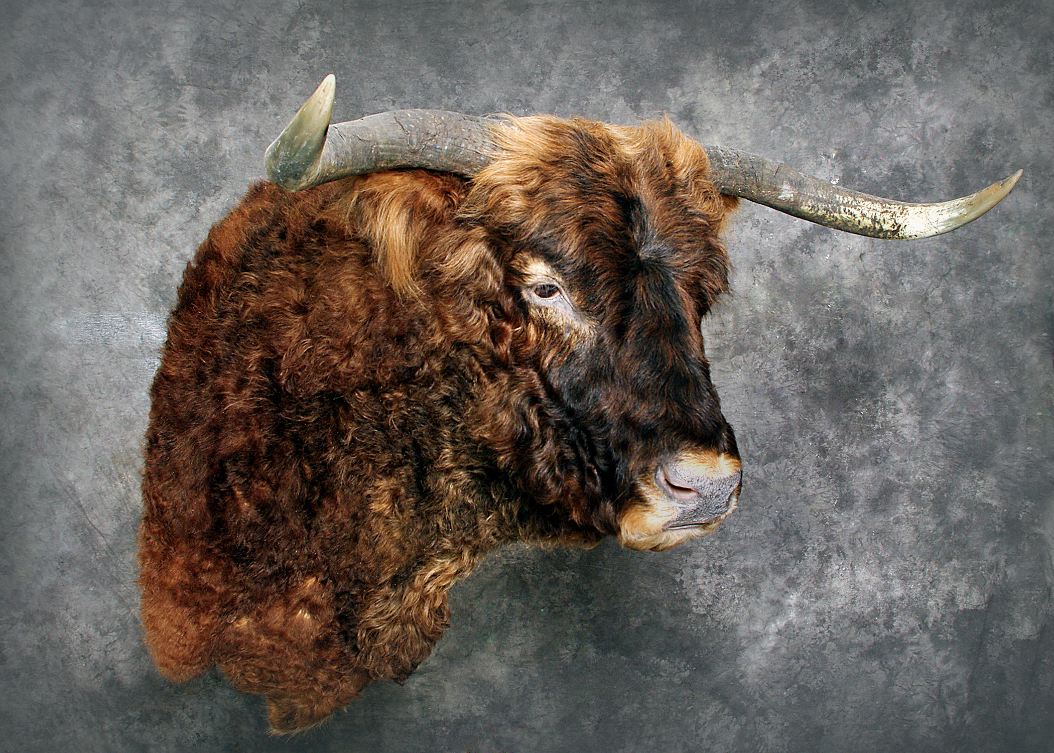 Scottish Highland Bull