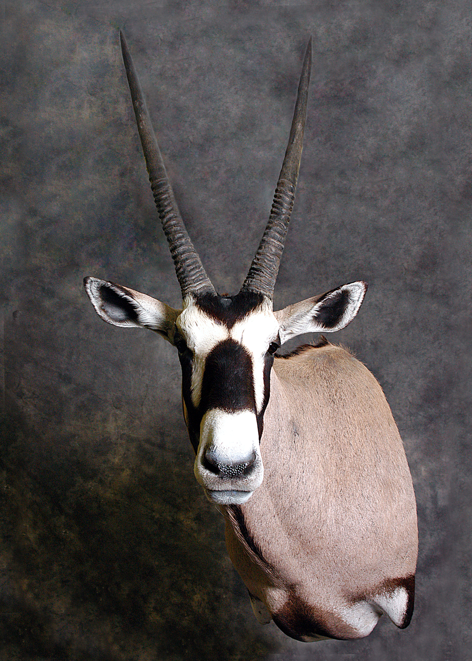 Gemsbok