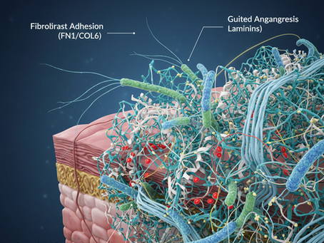 Por que a Biofabricação Humana é a Única Capaz de Entregar a Matriz Extracelular Íntegra.