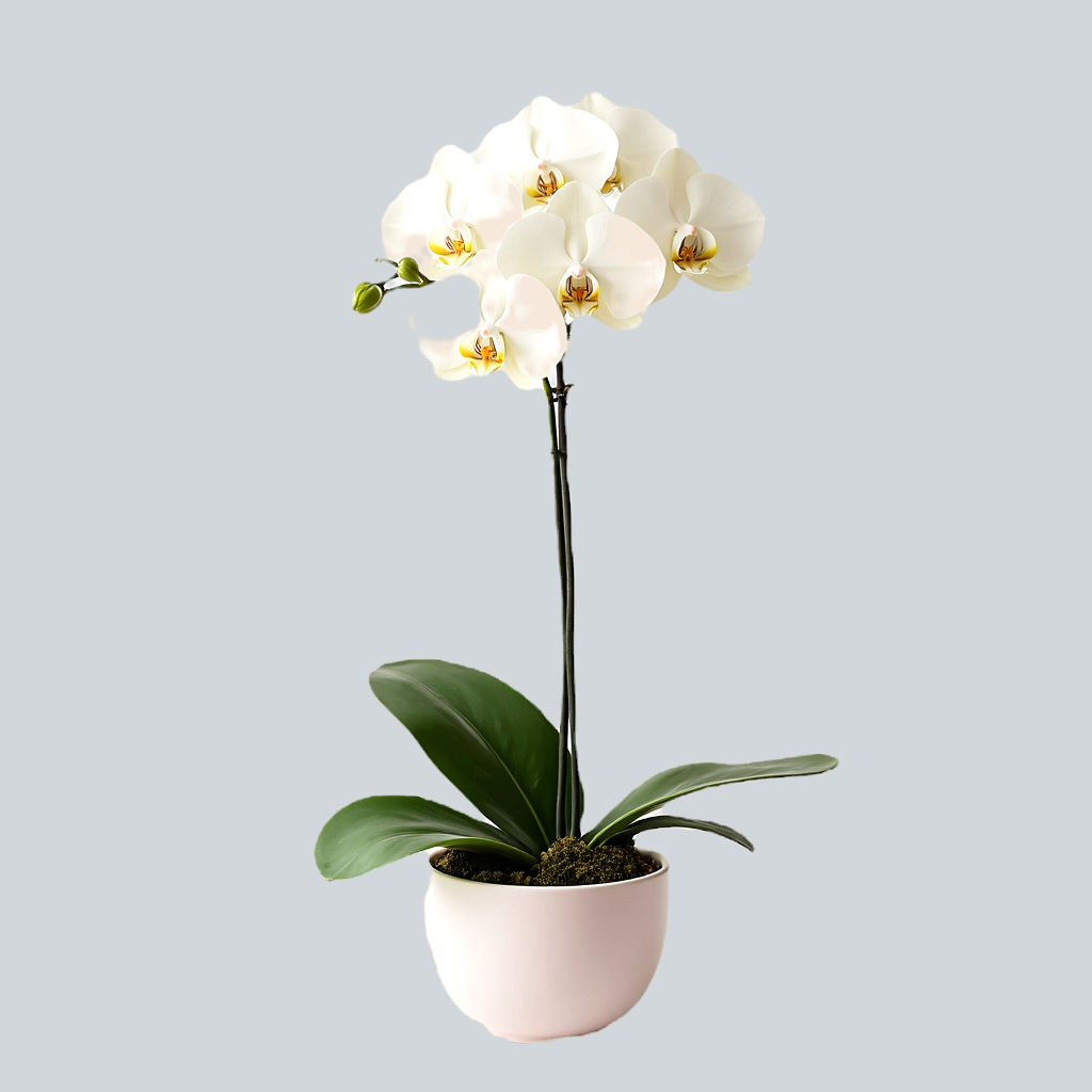 Arranjo Elegância Branca -Mathye Flores