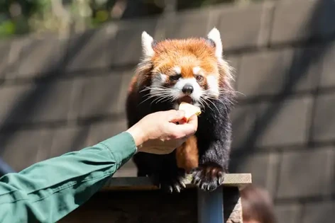 レッサーパンダ