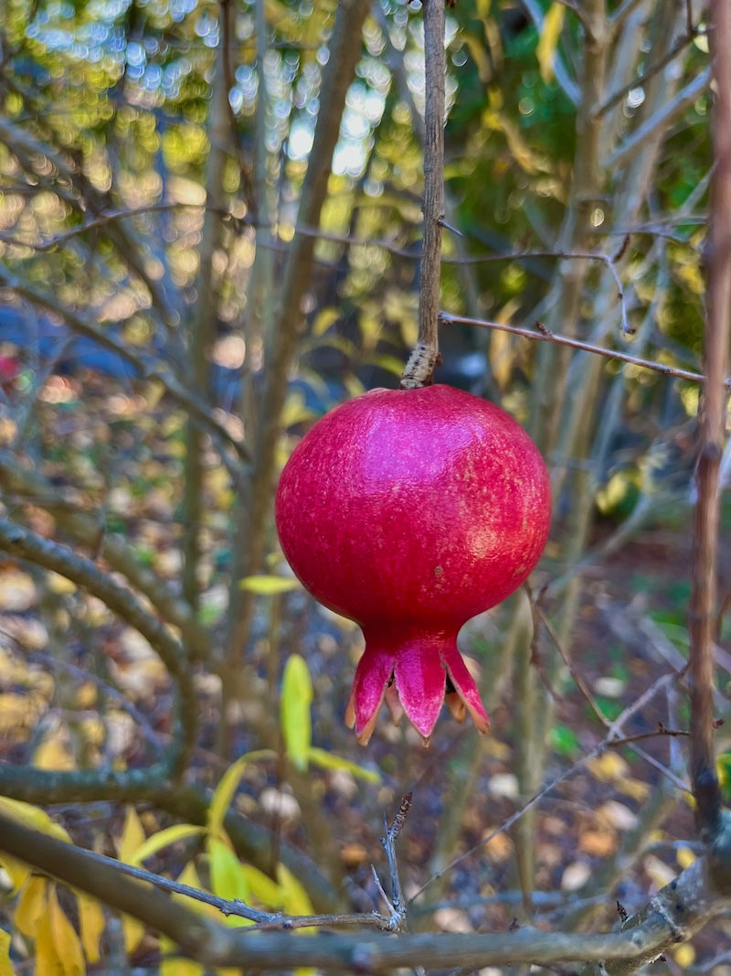 https://cynthiabrian.substack.com/p/botanical-brilliance?