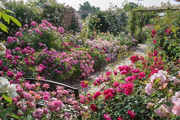 The Long Garden with David Austin Roses