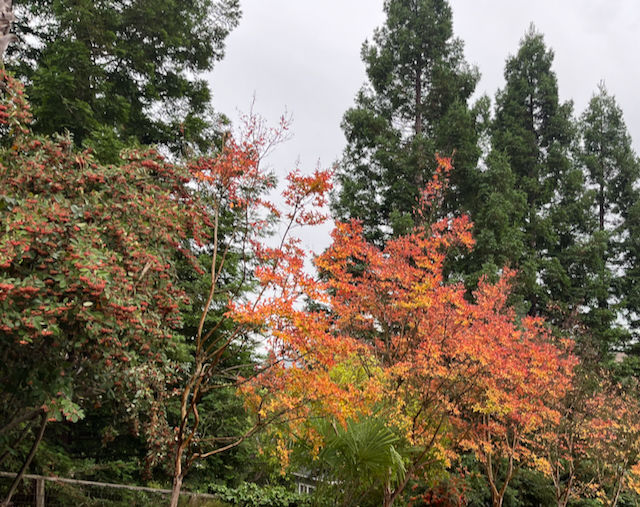 https://open.substack.com/pub/cynthiabrian/p/favorite-fall-foliage? 