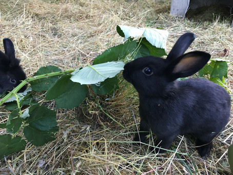 Hippity Hoppity, Easter is on its Way
