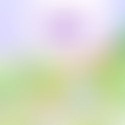 Cynthia Brian’s Fourth Stella Bella Adventure Takes Flight