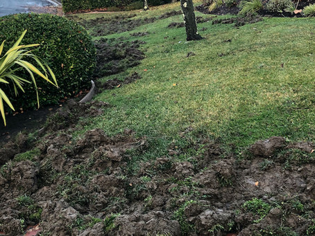 Garden Trends for 2021
