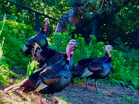 Grateful Gobbler