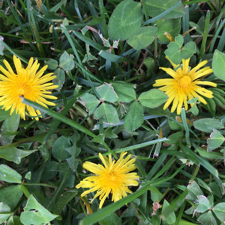 Sustaining Goals, Color Your World, All Age Gardening