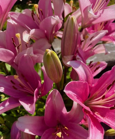 The Blooms of June