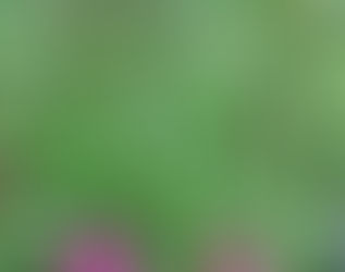 Magic and Majesty of May