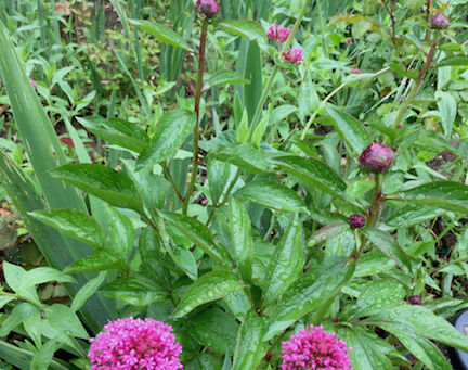 Magic and Majesty of May