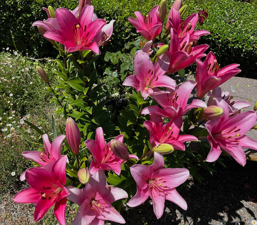 https://cynthiabrian.substack.com/p/the-bright-blossoms-of-summer