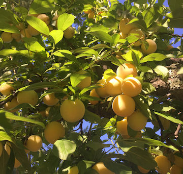 Food Shopping Time & Money Savers, Talking Dirt, Mosquito Madness