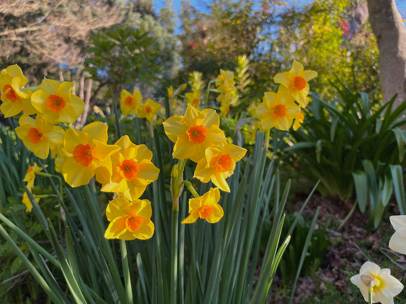 https://www.lamorindaweekly.com/archive/issue1701/Digging-Deep-with-Goddess-Gardener-Cynthia-Brian-March-In.html