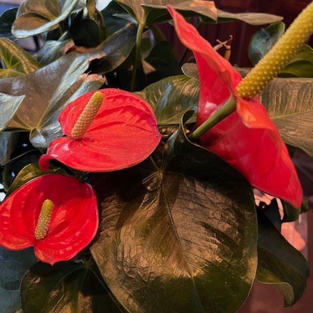 Laundry List and Honoring Houseplants