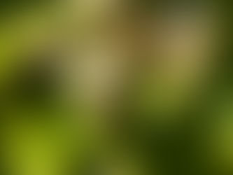 Earth Day, Bees and Working Less