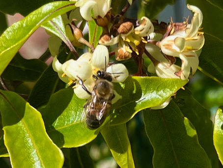 Earth Day, Bees and Working Less