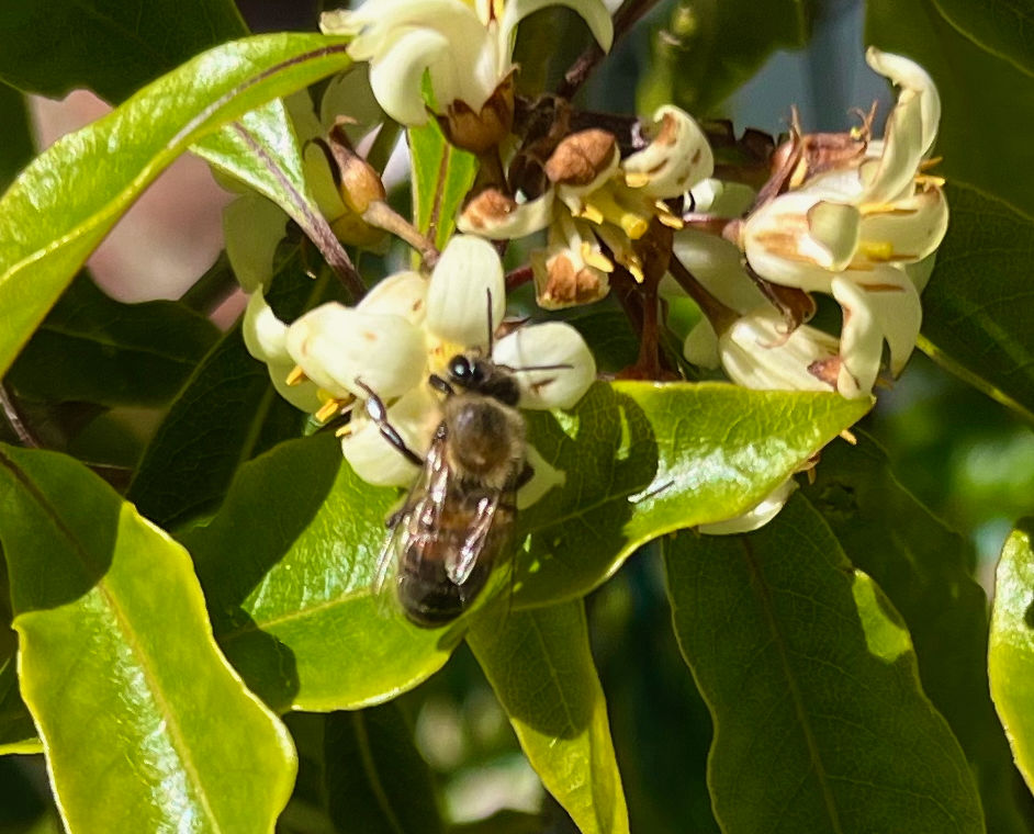 Earth Day, Bees and Working Less
