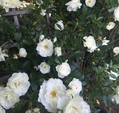 Summer Gardening is a Breeze