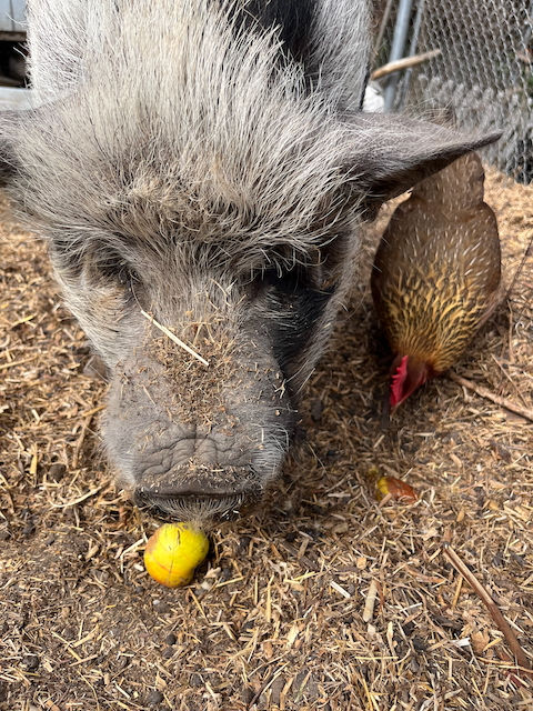Gardening in August and Pampered Pets