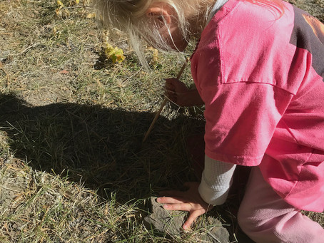 Young Sprouts