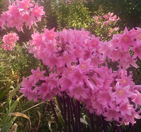 Naked Ladies Dancing in the Garden