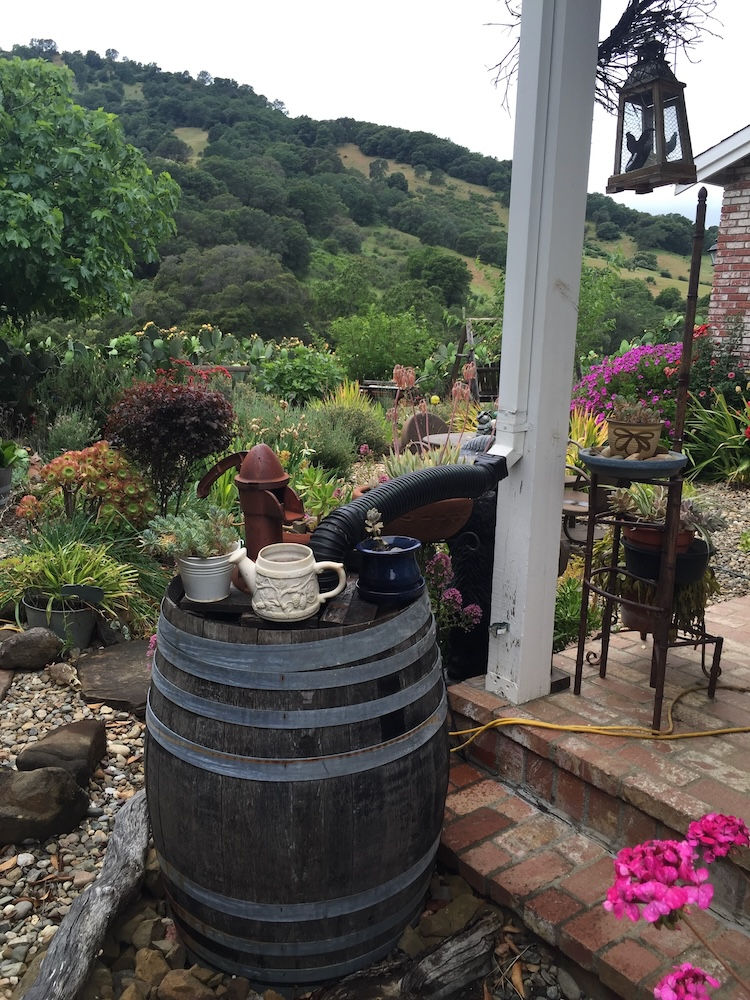 https://www.lamorindaweekly.com/archive/issue1817/Digging-Deep-with-Goddess-Gardener-Cynthia-Brian-Endless-Summer.html