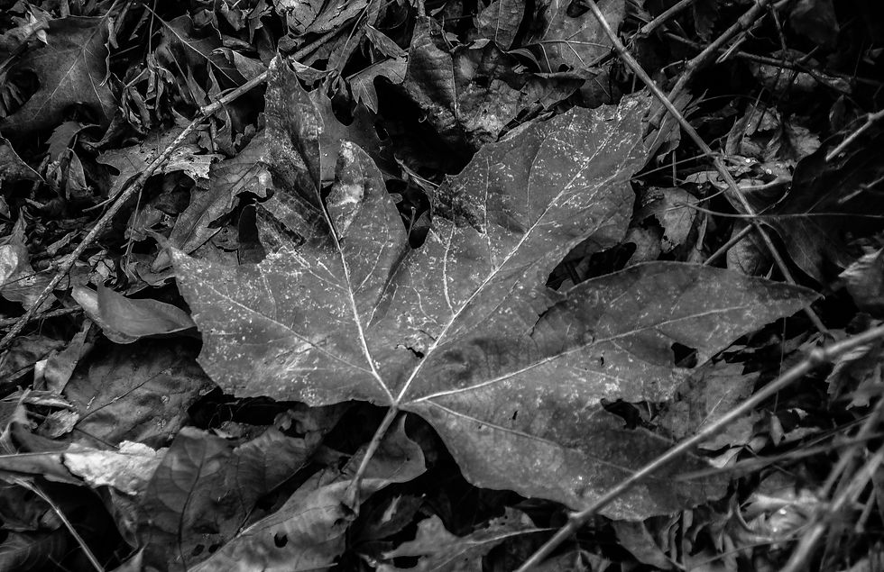 Thumbnail: Nature Photo Bundle