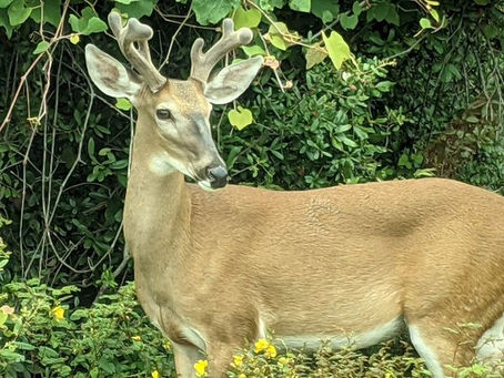 WHITE-TAILED DEERÂ Â