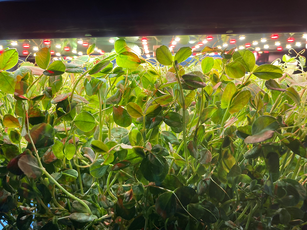 Thumbnail: SRF Nutrient Dense Salad System