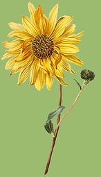 quem está começando (10)_edited.jpg