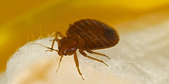 mites-pest-control-texas.jpg