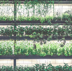 Garden Walls