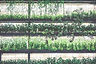 Wall Gardens