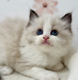 seal bicolor ragdoll