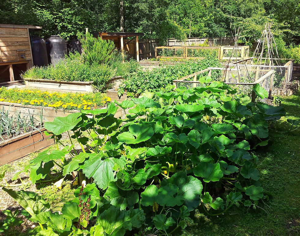 Garden