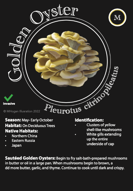 Golden Oyster Foraging ID Card