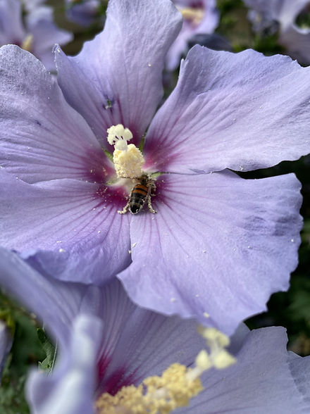 Flower_with_bee.jpg