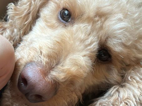 SFB. It feels good and bad and happy and sad.