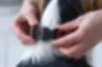 Klickverschluss bei Halsband