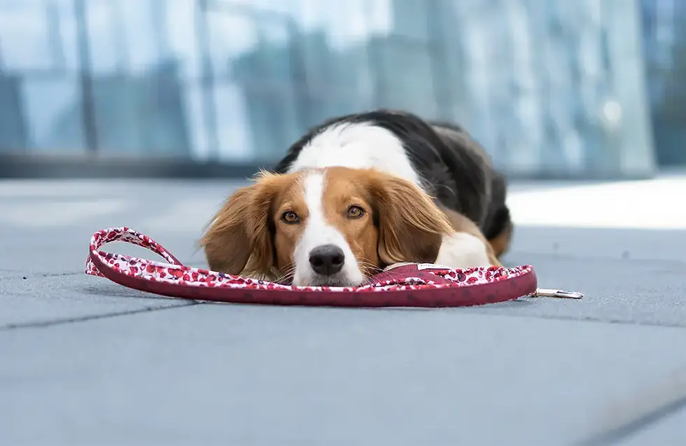 Hund liegt auf Hundeleine
