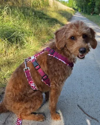 Mini Labradoodle namens Jessie