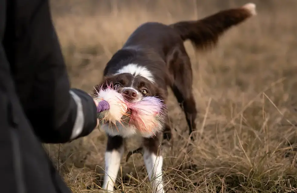 Hundespielzeug im Einsatz