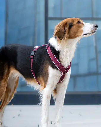 Saluki-Mischling namens Lola